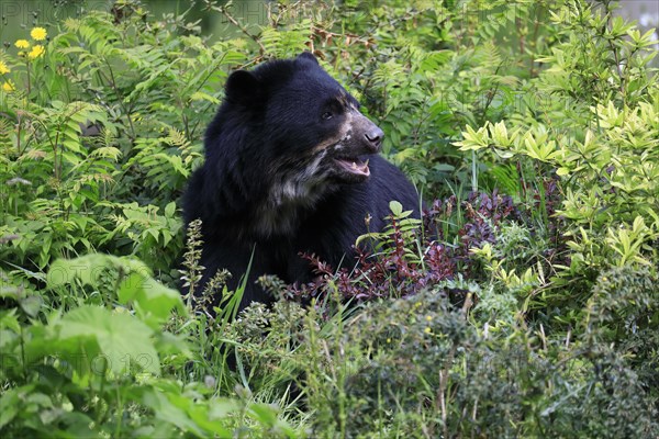 Spectacled bear