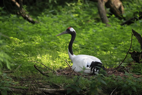 Red-crowned crane