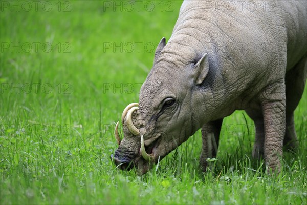 North sulawesi babirusa