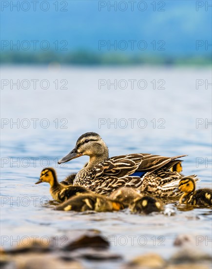 Mallard Duck