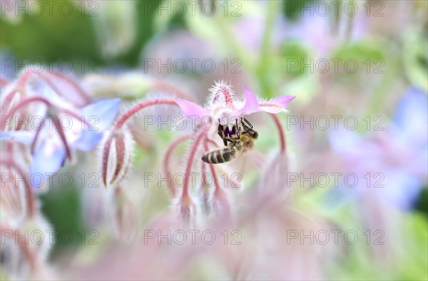 Borage