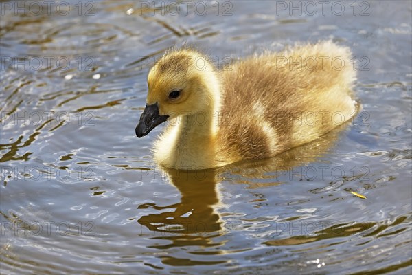 Canada goose