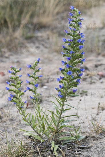 Viper's bugloss