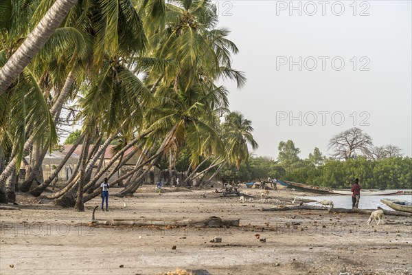 Palm trees on the riverbank near the village of Kajata