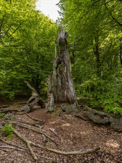 Dead old tree trunk in the Sababurg primeval forest