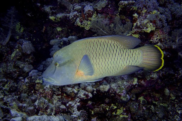 Humphead wrasse