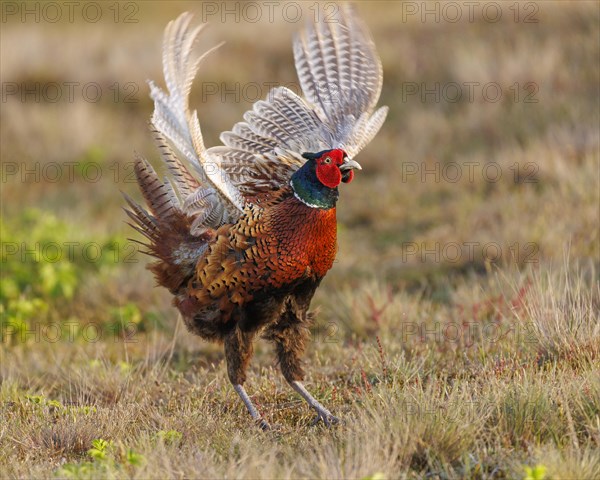 Pheasant