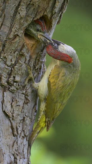 European green woodpecker