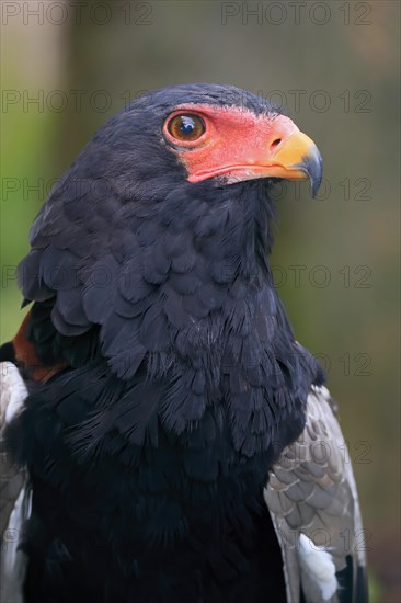 Bateleur