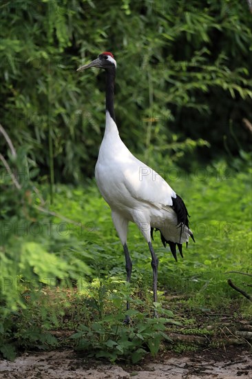 Red-crowned crane