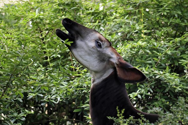 Okapi