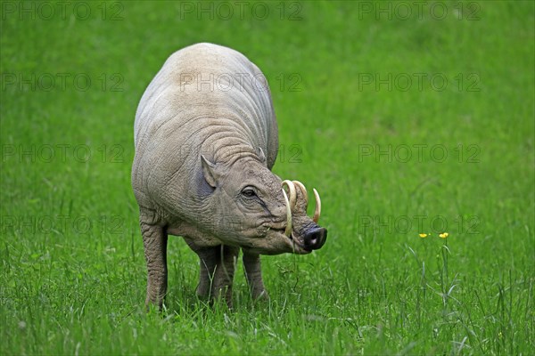 North sulawesi babirusa