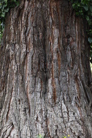 Giant sequoia