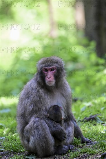 Japanese macaque