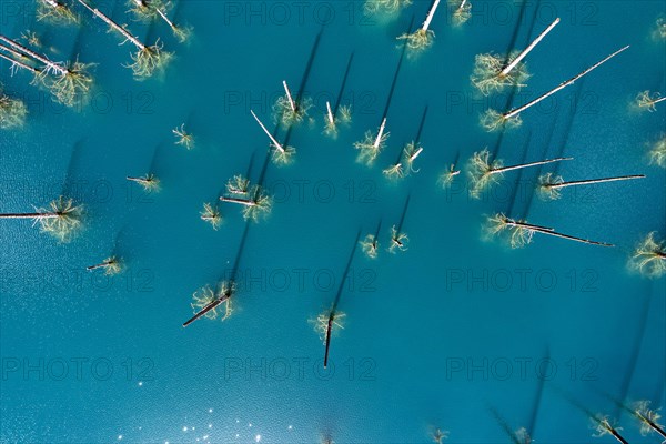 Aerial of the Kaindy lake with its dead trees