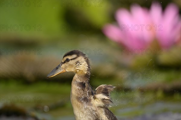 Ducklings Mallard