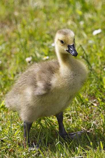 Canada goose