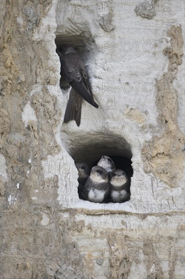 Sand martins