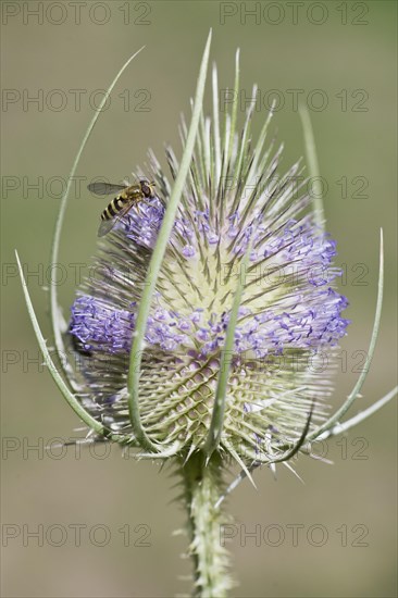 Common spring hoverfly