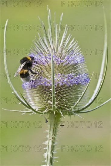 Large earth bumblebee