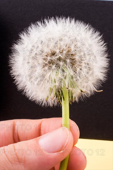 Hand holding a White Dandelion flower