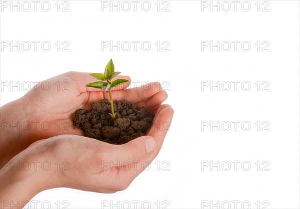 Green tree seedling in handful soil in hand on an isolated background