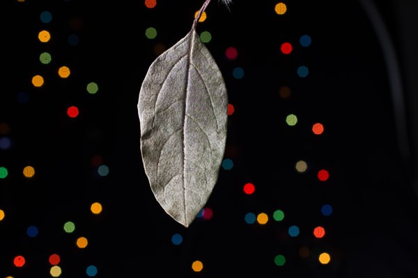 Dry leaf on a bokeh lighton a dark background