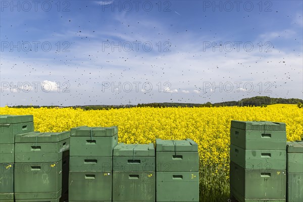 Beehives next to a flowering rape field