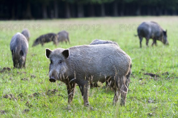 Wild boar