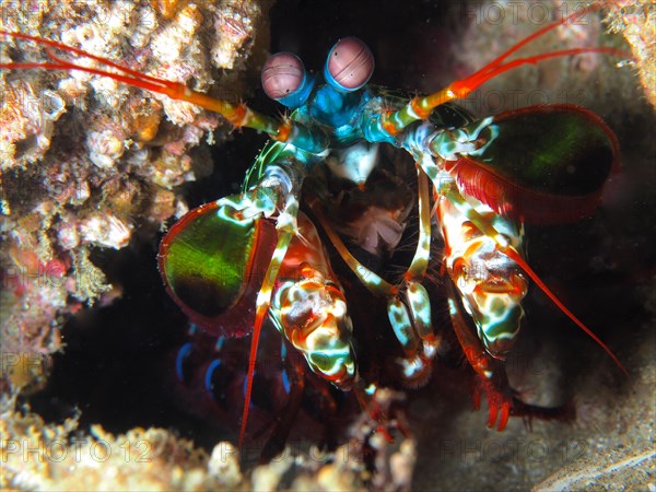 Peacock mantis shrimp