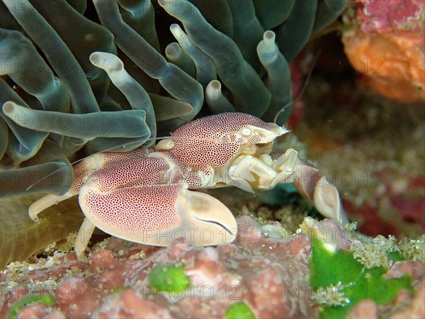 Spotted Porcelain Crab