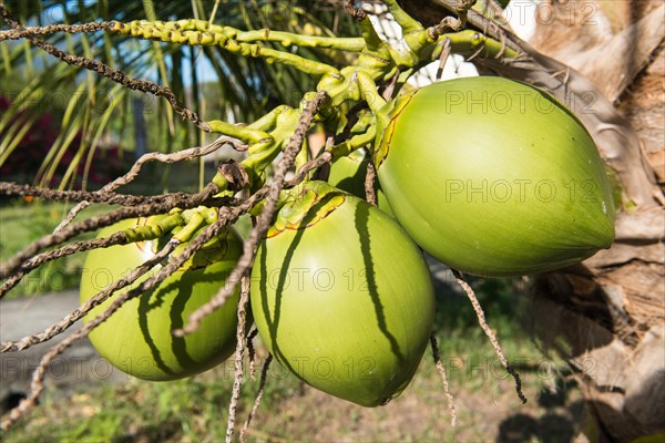 Coconuts