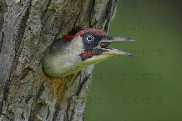 European green woodpecker