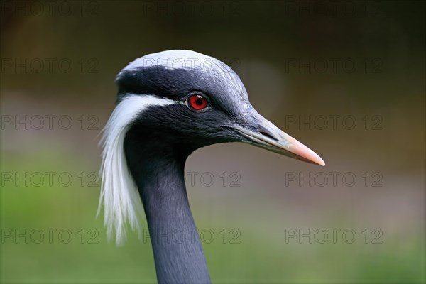 Demoiselle crane