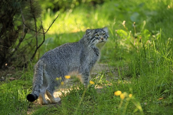 Manul