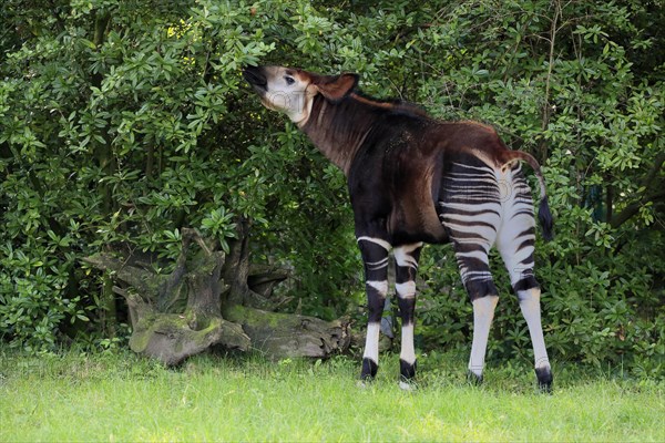 Okapi