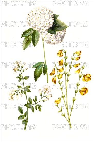 Guelder rose