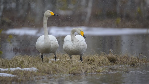 Whooper Swan
