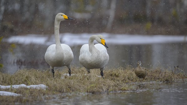 Whooper Swan