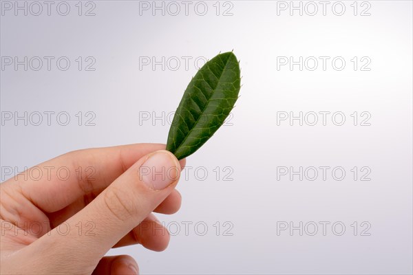 Hand holding a green leaf in hand on a white background