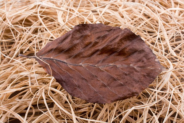 Beautiful dry autumn leaf placed on a straw background