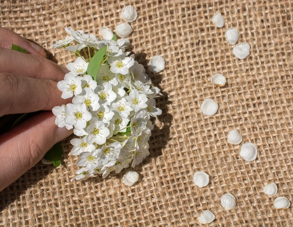 Flower petals found on linen canvas