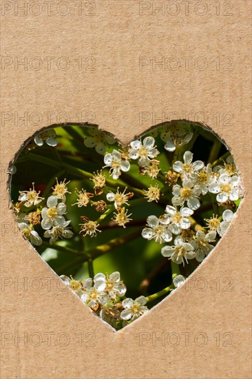 Flowers seen through heart shape cut out of cardboard