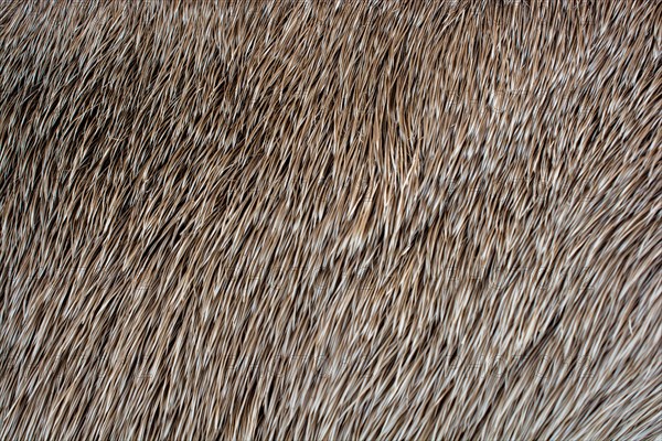 Decorative animal fur as a background texture