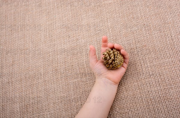 Hand holding pine cones on a canvas background