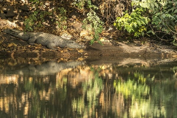 Nile crocodile in the sacred crocodile pool of Kachikally