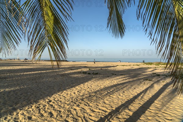 Coconut trees on the beach of Cape Point