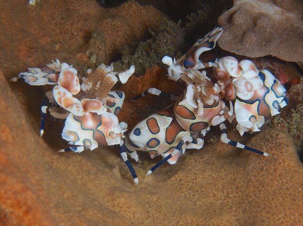 Pair of harlequin shrimp