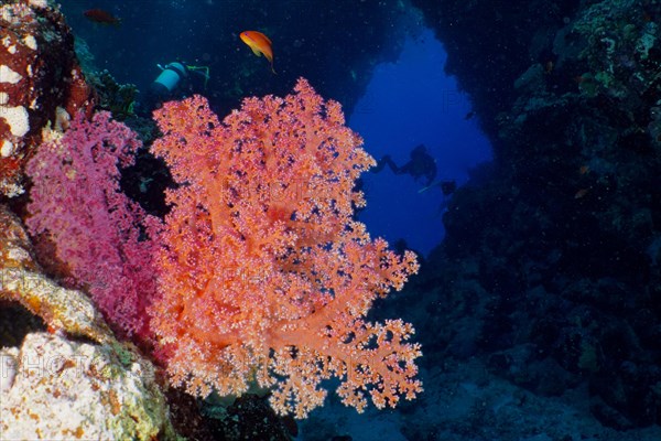 Hemprich's tree coral