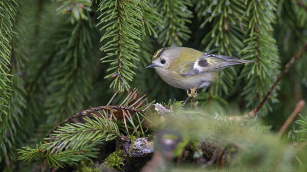 Winter Goldcrest